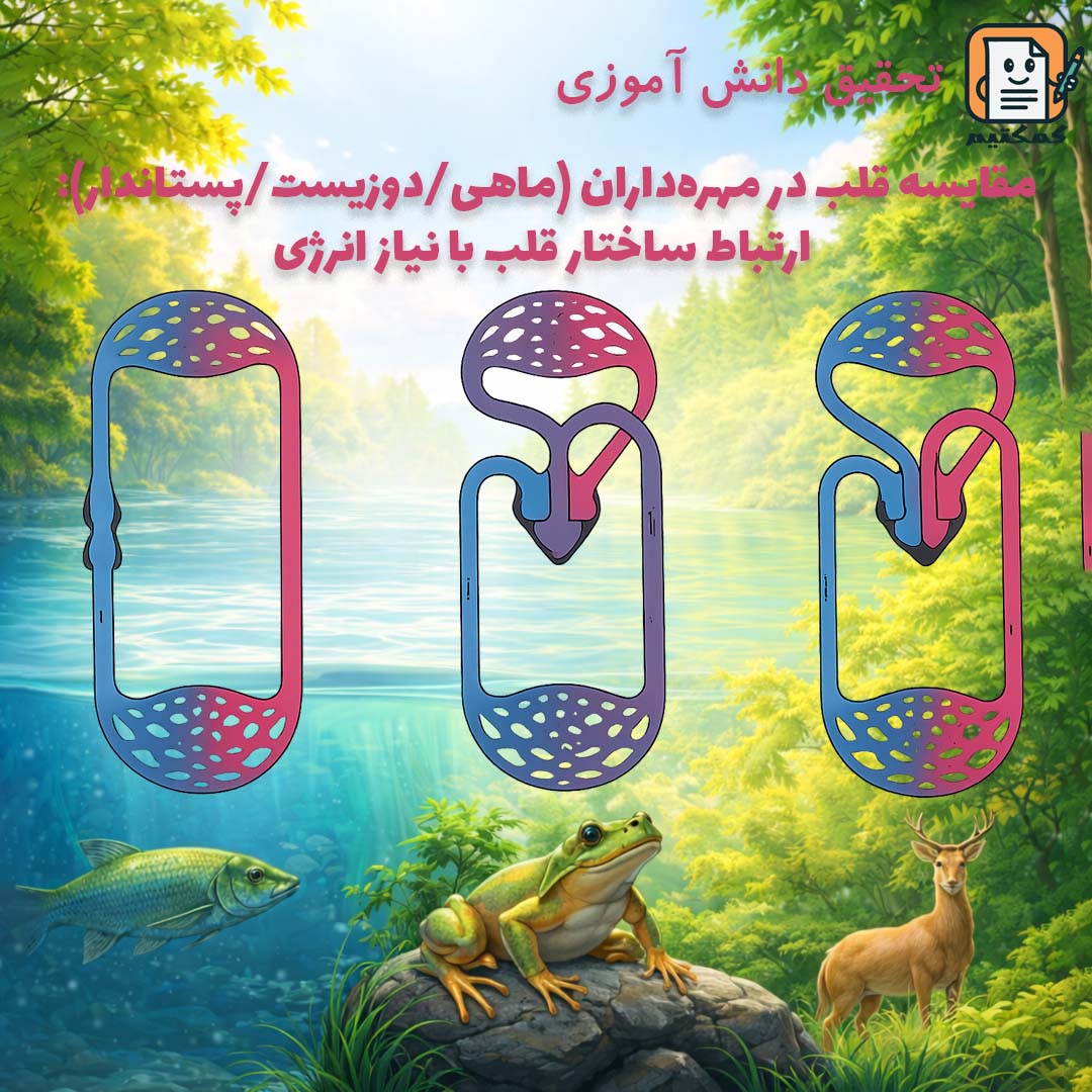 تحقیق دانش آموزی «مقایسه قلب در مهره‌داران (ماهی، دوزیست، پستاندار) و ارتباط ساختار قلب با نیاز انرژی» + doc